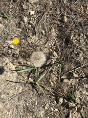 Taraxacum