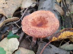 Lactarius tabidus