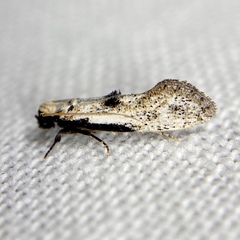 Erechthias epomadia