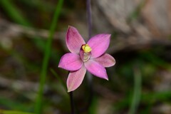 Thelymitra luteocilium