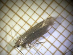 Tineola bisselliella