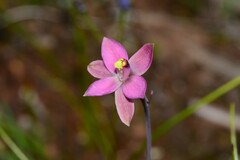 Thelymitra luteocilium