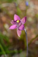 Thelymitra luteocilium
