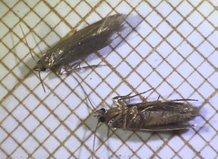 Tineola bisselliella