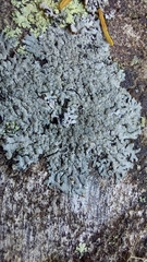 Parmeliopsis hyperopta