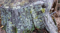 Parmeliopsis hyperopta