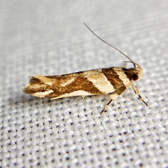 Macrobathra desmotoma