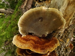 Inonotus cuticularis