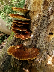 Inonotus cuticularis