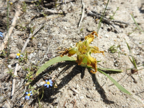 Image of Ferraria variabilis by (c) Paul Emms, some rights reserved (CC BY-SA)