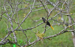 Psarocolius decumanus