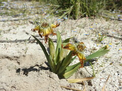Ferraria variabilis