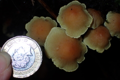 Hypholoma capnoides
