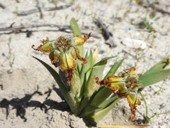 Ferraria variabilis