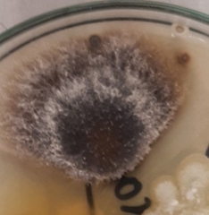 Aspergillus