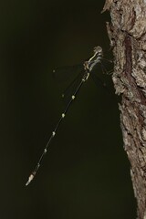 Episynlestes albicaudus