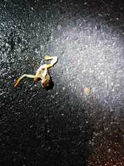 Hyperolius horstockii