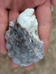 Saccostrea