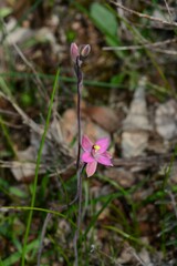 Thelymitra luteocilium