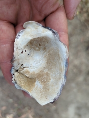 Saccostrea