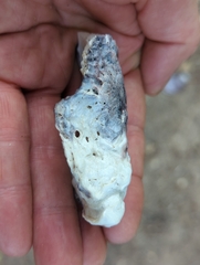 Saccostrea