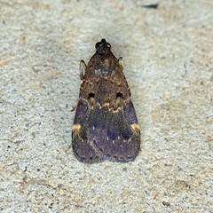 Hydrillodes funestalis