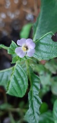 Limnophila rugosa