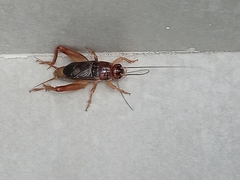 Anurogryllus