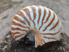 Nautilus