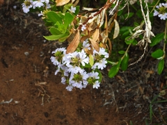 Scaevola crassifolia