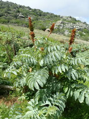 Melianthus major