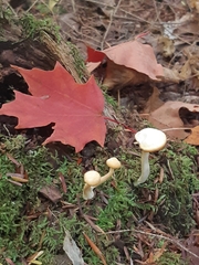 Hygrophorus chrysodon