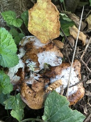 Heterobasidion annosum