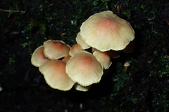 Hypholoma capnoides