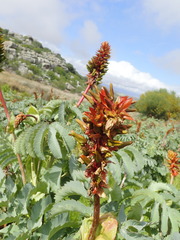 Melianthus major