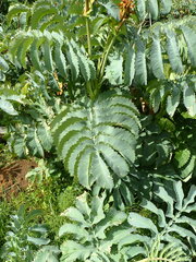 Melianthus major