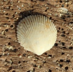 Cardiidae