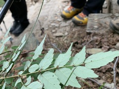 Aralia bipinnata