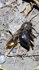 Xylocopa tranquebarorum