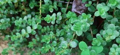 Rotala rotundifolia