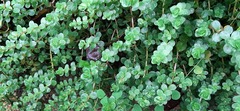 Rotala rotundifolia