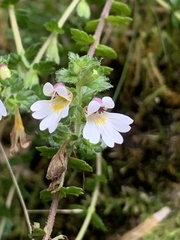 Euphrasia transmorrisonensis