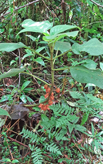 Gesneriaceae