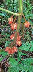 Gesneriaceae