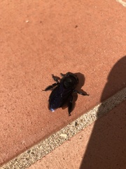Xylocopa violacea