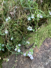Euphrasia transmorrisonensis