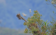 Epidendrum