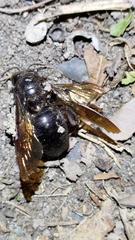 Xylocopa tranquebarorum