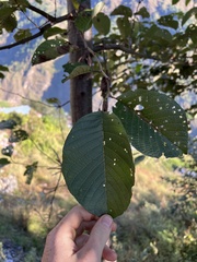 Alnus nepalensis