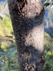 Alnus nepalensis